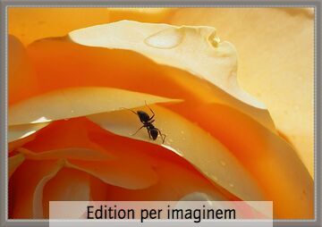 Wandbild: Ameisenromantik
